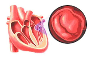 Katup bikuspid,Pengertian Jantung,Struktur Jantung, Fungsi Jantung