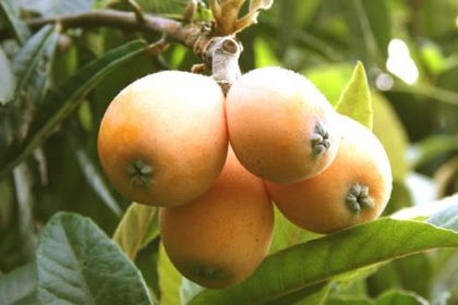 37 Benefits of Loquat for Health and Beauty