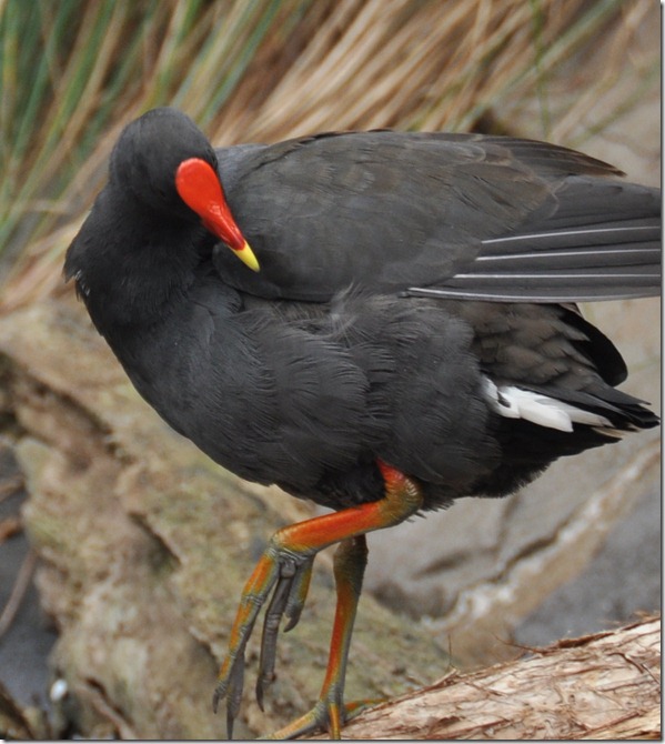 red beak