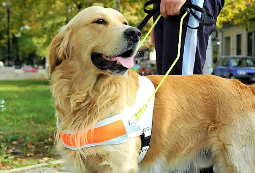 Guide dogs: promoting independence and mobility
