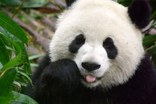 giant panda animal rare animal in zoo wallpaper