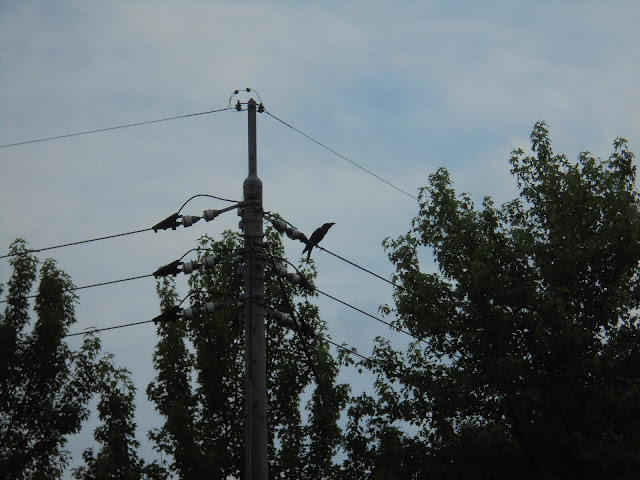 湊山公園の駐車場でカラスが鳴いていました