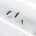 DOS MUERTES POR DENGUE HAN SIDO CONFIRMADAS EN PUERTO RICO