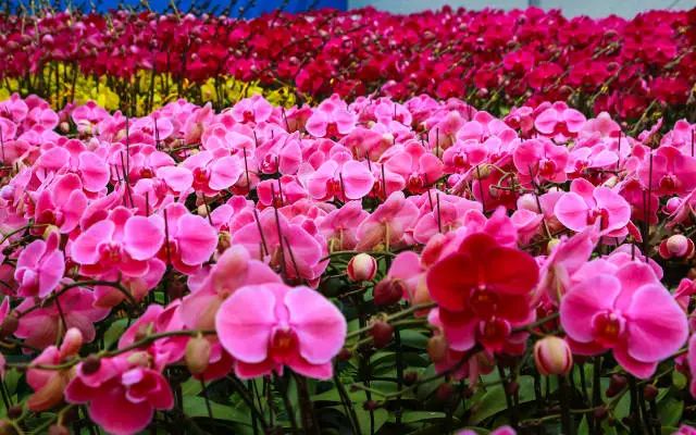 Sihui City has the largest orchid planting base in the Guangdong-Hong Kong-Macao Greater Bay Area, with a planting area of approximately 10,000 acres.