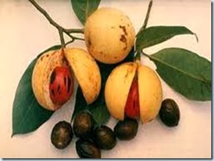 Gambar Buah Pala