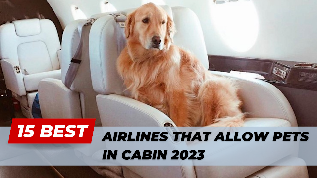 Best Airlines That Allow Pets In Cabin 2023