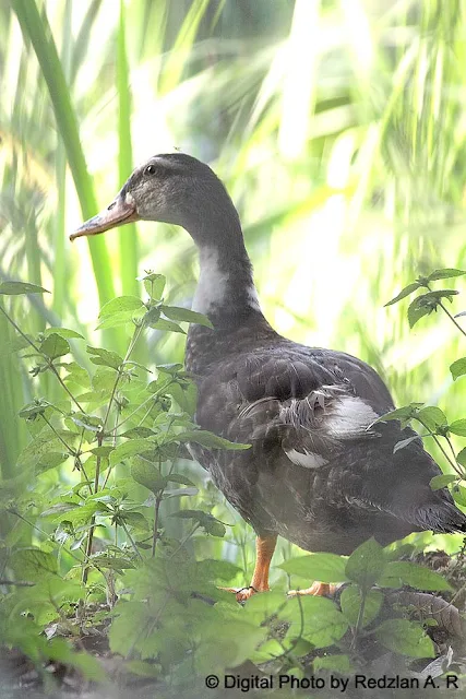 Malaysia Domestic Duck - Khaki Campbell Duck