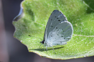 mariposa-nayade-celastrina-argiolus-en-una-hoja-