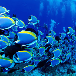 gambar dunia bawah laut, dunia air, gambar ikan, ubur-ubur