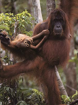 An Orangutan mom on a tree with a child