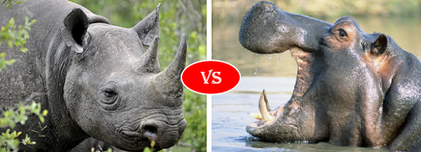 Hippo vs Rhino 
