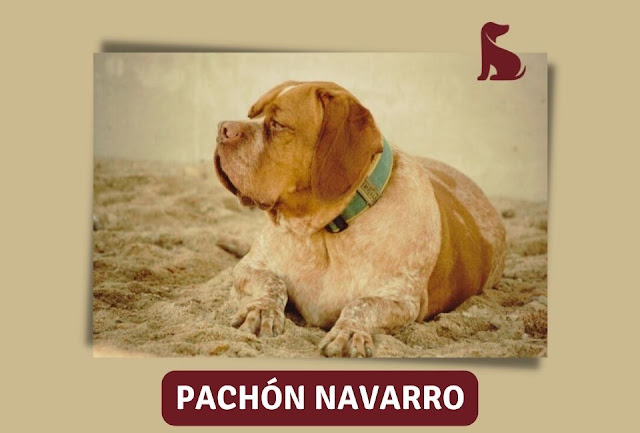 Cachorro Pachón Navarro: Origem e Curiosidades