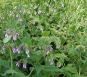 Comfrey