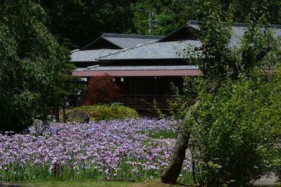 西山の里桃源の花菖蒲