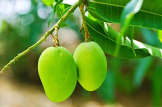 Benefits of Mango leaves to treat disease