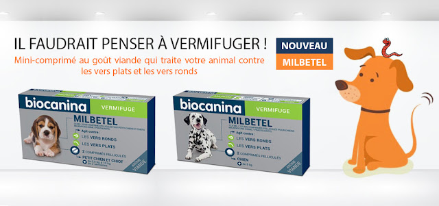 antiparasitaire Milbetel pour chiens