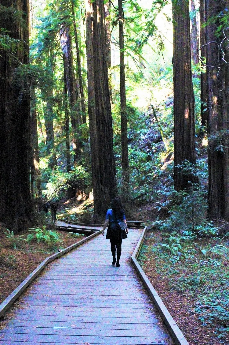 Walking through Muir Woods - California travel blog