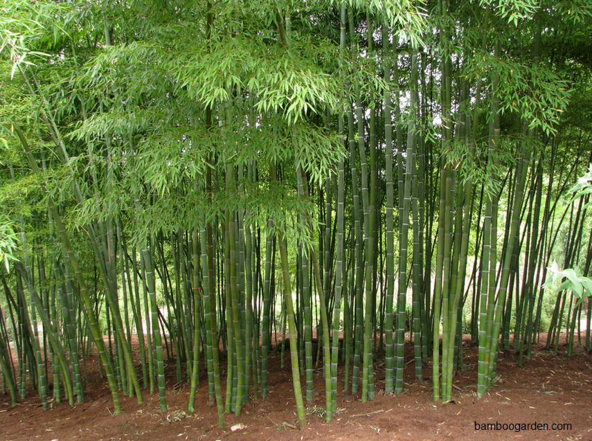 Harga Pohon Bambu  Jepang  Jual Bambu  Kuning dan Bambu  Panda