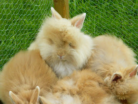 Lionhead Bunnies