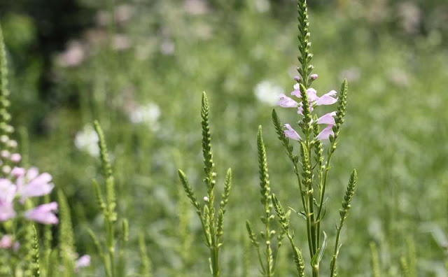 Physostegia Virginiana Flowers Pictures