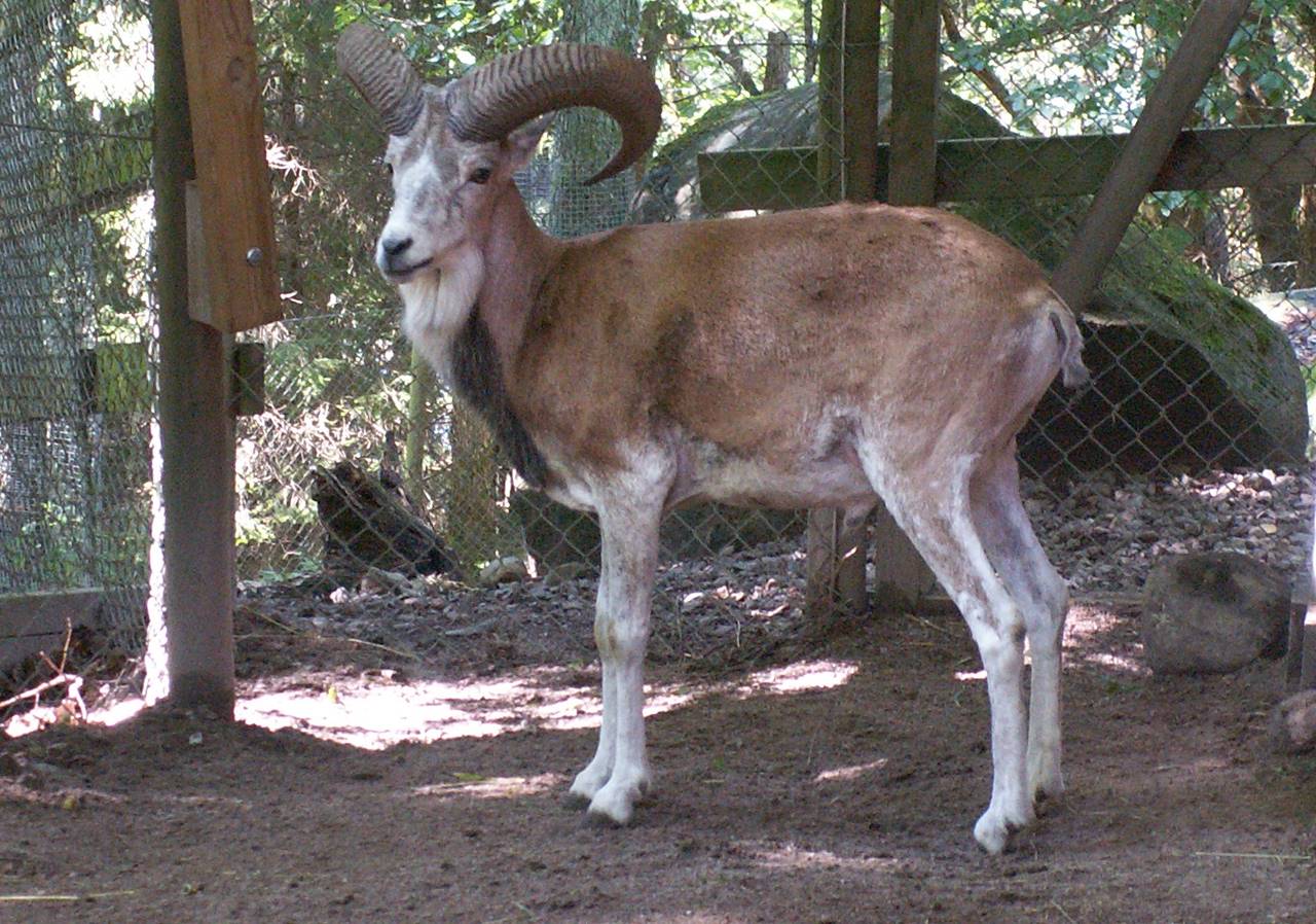 Urial facts pictures