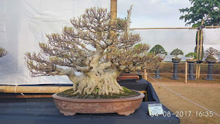 inspirasi bonsai beringin kimeng (Ficus Microcarpa)