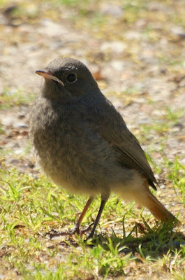 Swart Readsturtsje - Zwarte Roodstaart - Phoenicurus ochruros