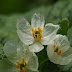 DESCUBRA A BELEZA ÚNICA DA FLOR COM AS PÉTALAS TRANSPARENTES