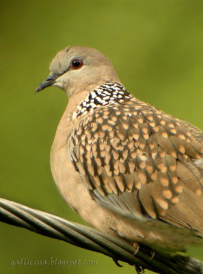 Spotted Dove