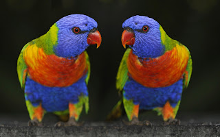 Birds Colors wallpaper