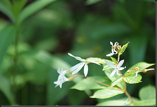 S_Gillenia_trifoliata_BowmansRoot3