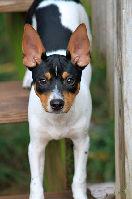 Top 5 Most Talkative Dog Breeds