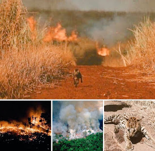 Amazon fire & destruction