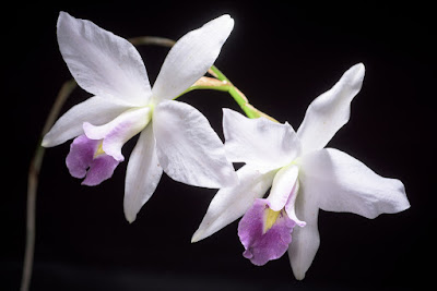 Laelia orchid care and culture