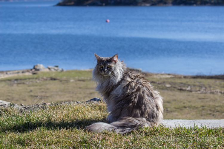 saariston kevät, Maine Coon, kissat