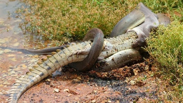 snake-swallowed-crocodile