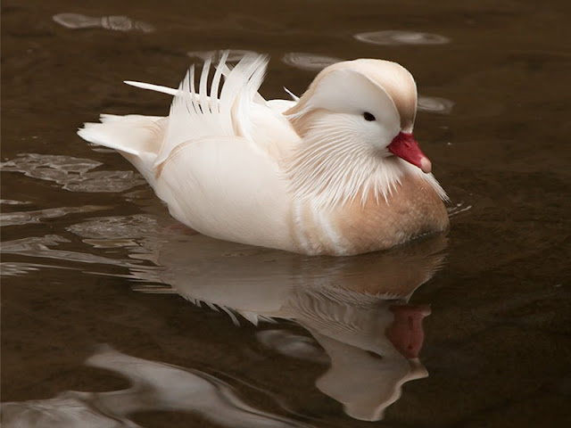 O Pato-mandarim (Aix galericulata), marreco-mandarim ou apenas mandarim, é um pato de médio porte. Mede de 41 a 49 cm de comprimento, com uma envergadura de 65 a 75 cm.