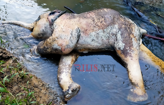 Diduga Terkena Jerat, Gajah Jantan Ditemukan Mati di Aceh Timur