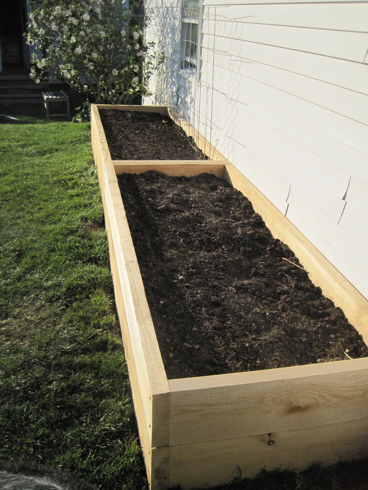 Local Color: Tall Raised Garden Beds for the Yard with Dogs!