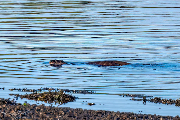 Otter