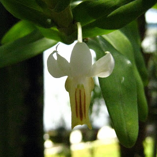 tiny orchid in bloom