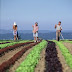 REFLEXÃO:  Um planeta faminto e a agricultura brasileira…