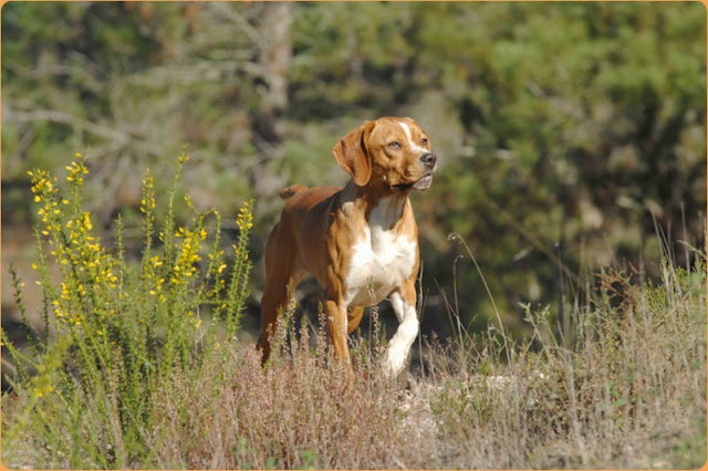 "Elegant Portuguese Pointer Dog showcasing its graceful stance and focused expression during a field training session."