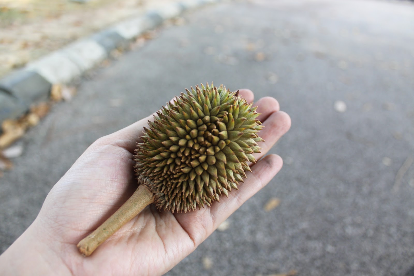 ini cerita kita kebun durian 