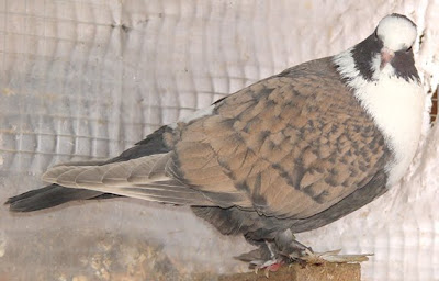 Shirazi Pigeon - Shakhsharli Tumbler Pigeon