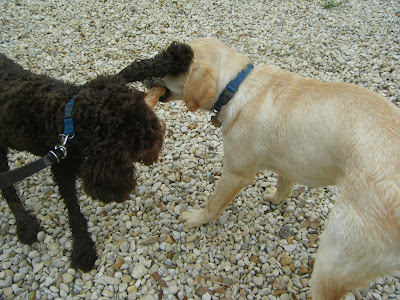 Alfie and yellow lab Piper are both tugging at a stick; Alfie's putting his left paw on Piper's eye to push her away!