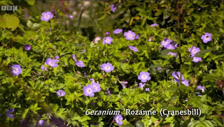 Herbaceous Geraniums