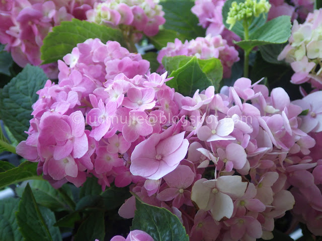 Yangmingshan Zhuzihu hydrangea