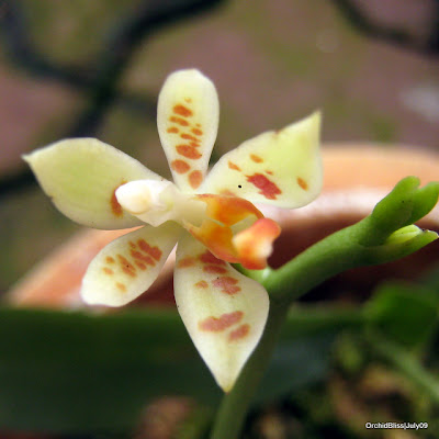 Phalaenopsis Maculata at OrchidBliss
