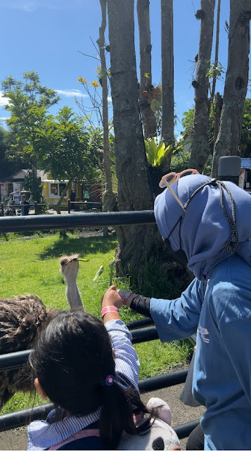 lembang park and zoo kebun binatang bandung burung unta